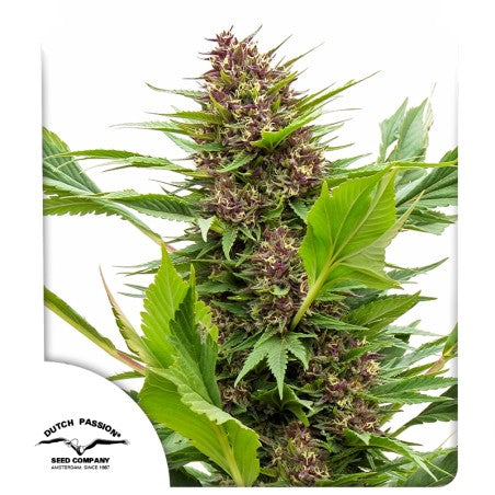 Cannabis plant with green leaves and purple buds on a white background, featuring the Dutch Passion Seed Company logo.