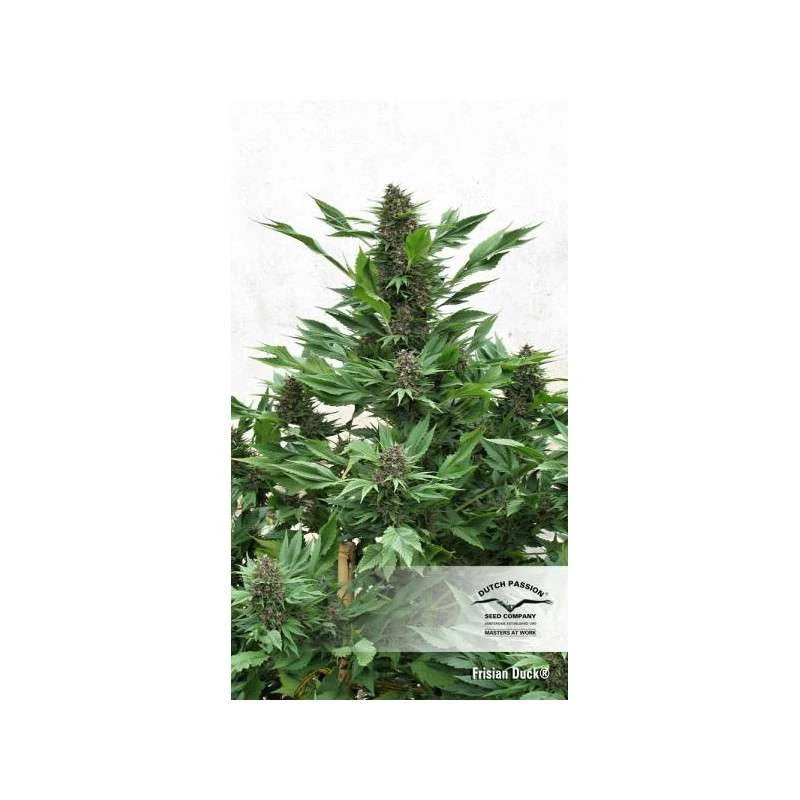 Cannabis plant with visible buds on a white background, featuring the Dutch Passion logo.