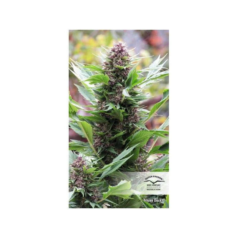 Cannabis plant with a visible brand logo on a white background