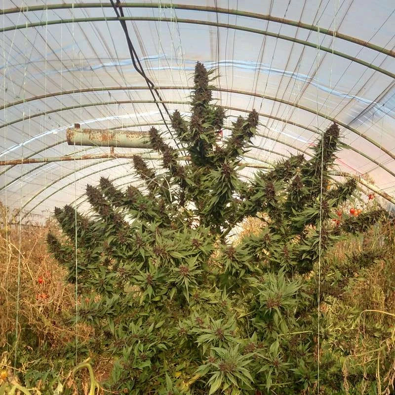Grown cannabis plants inside a greenhouse