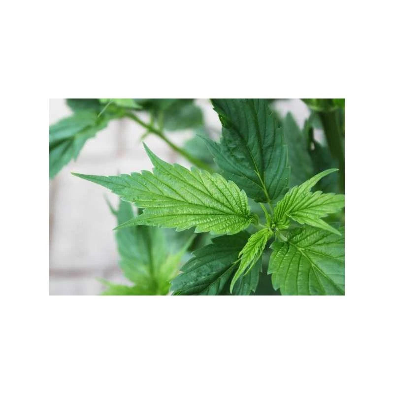 Close-up of green leaves on a white background