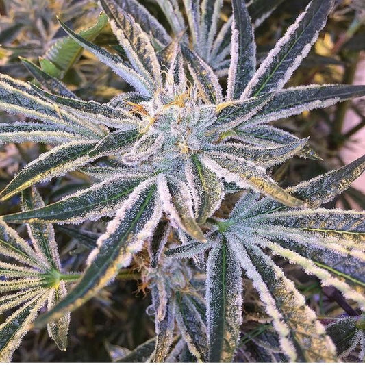 Closeup of a frosty green bud.