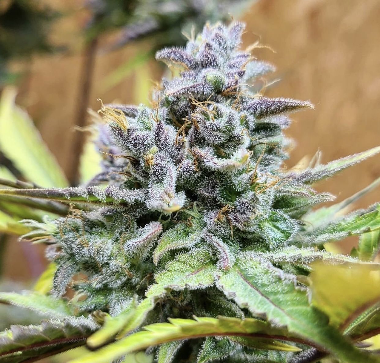 Closeup of a frosty green bud.