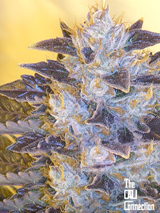 Closeup of a frosty green bud.