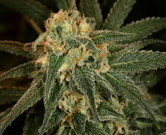 Closeup of a frosty green bud.