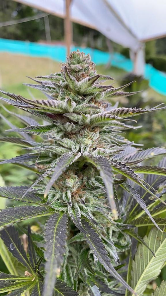 Closeup of a frosty green bud.