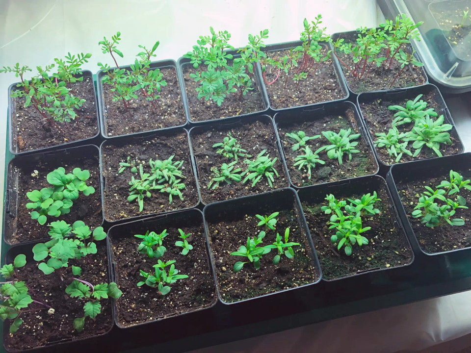A 16-cell black plastic seed starter tray filled with soil and small green seedlings, photographed from above on a reflective surface.