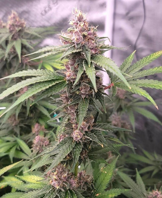 Closeup of a frosty green bud.