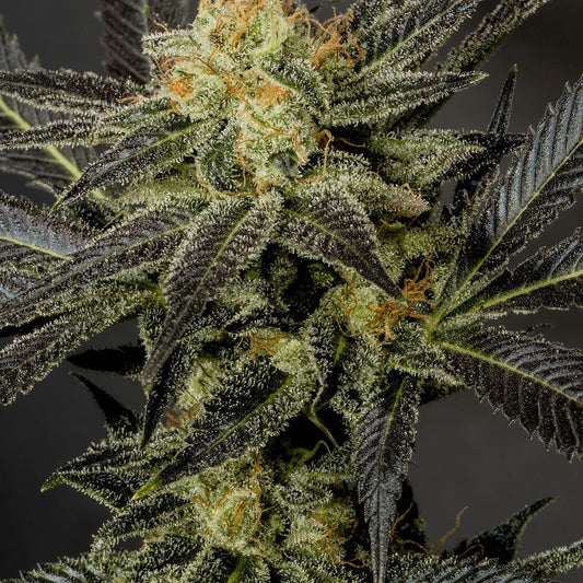 Closeup of a frosty green bud.