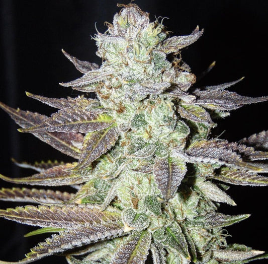 Closeup of a frosty green bud.