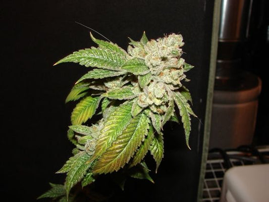 Closeup of a frosty green bud.