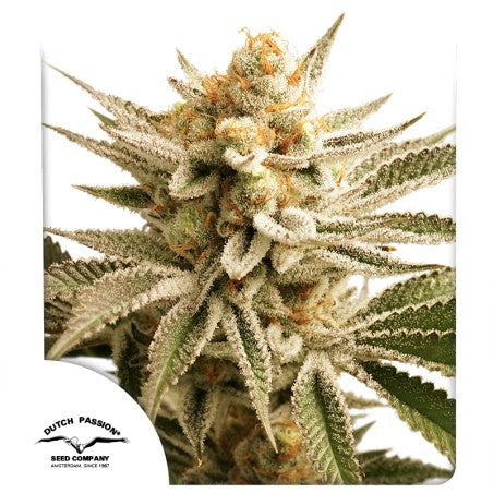 Close-up of a cannabis plant with visible trichomes, branded with Dutch Passion Seed Company.