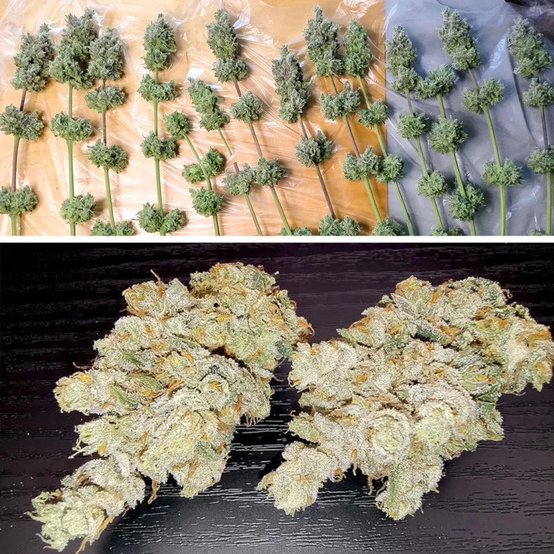 Top left: Small green plants on a wooden surface. Top right: Larger green plants on a blue surface.