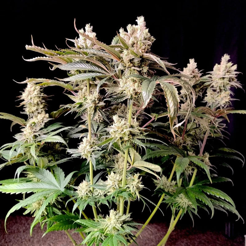 Cannabis plant with large buds against a dark background