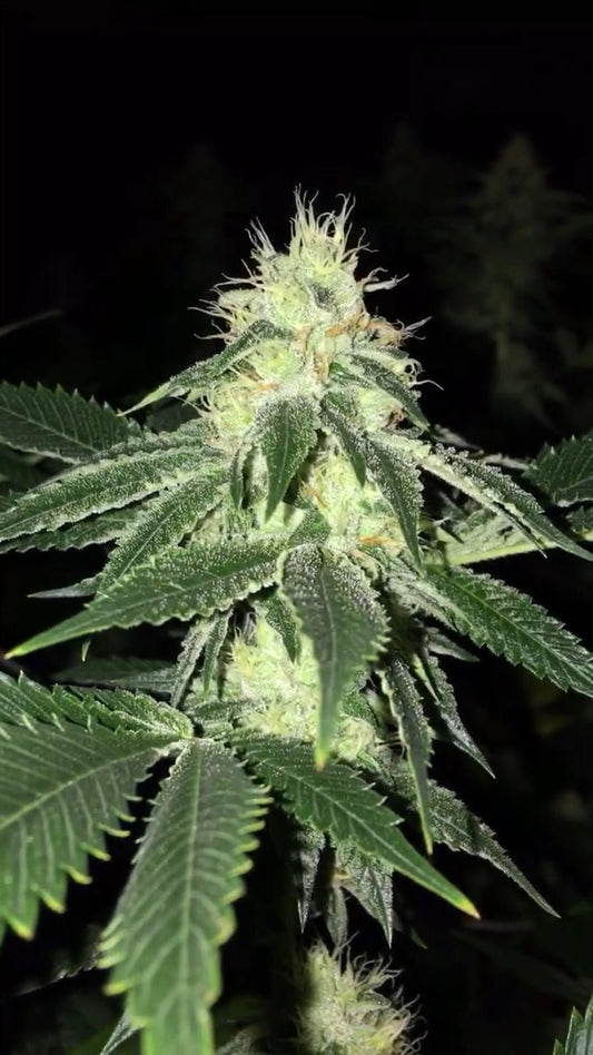 Closeup of a frosty green bud.