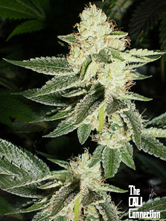 Closeup of a frosty green bud.
