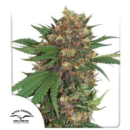 Mature cannabis plant with visible buds on a white background, featuring the Dutch Passion logo.