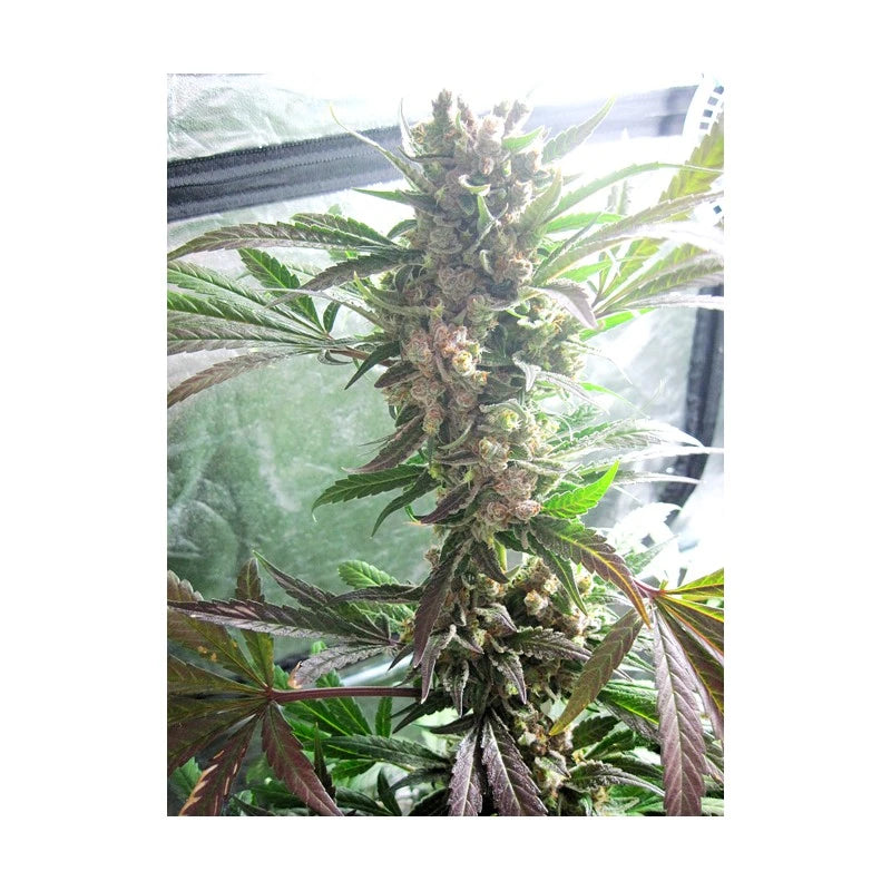 Grown cannabis plant with green leaves and buds inside a greenhouse.