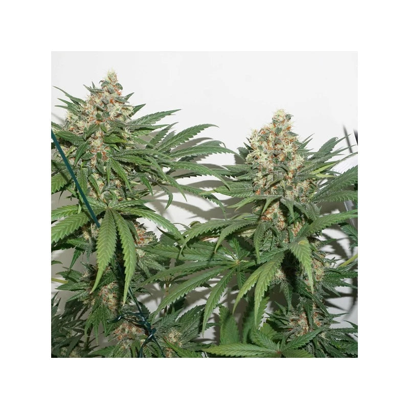 Mature cannabis plants with green leaves and visible buds on a white background