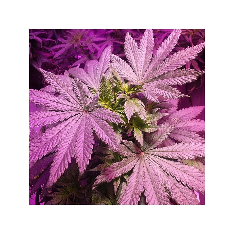 Close-up of purple cannabis leaves with a dark background