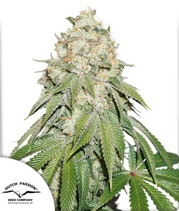 Banana Blaze - Dutch Passion