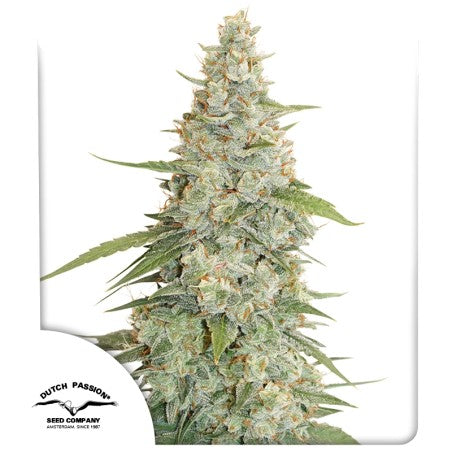 Grown cannabis plant with visible Dutch Passion logo on a white background