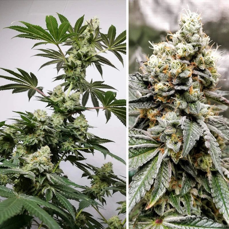 Two images of cannabis plants, one showing a young plant and the other a mature plant with buds.