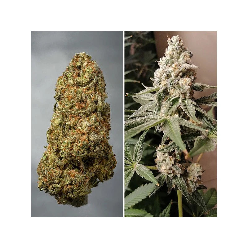 Two images of cannabis buds, one close-up and one showing a plant with buds.