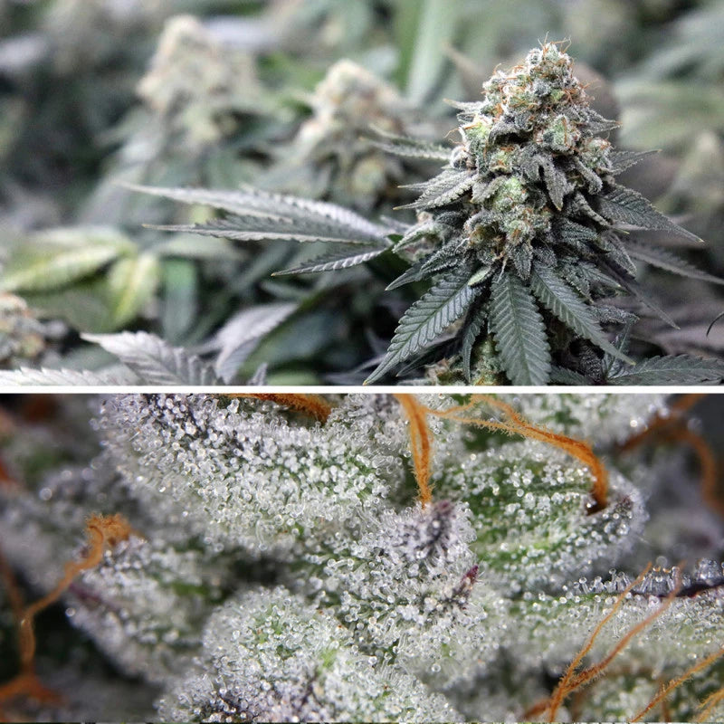 Close-up of a cannabis plant with frost on its leaves.