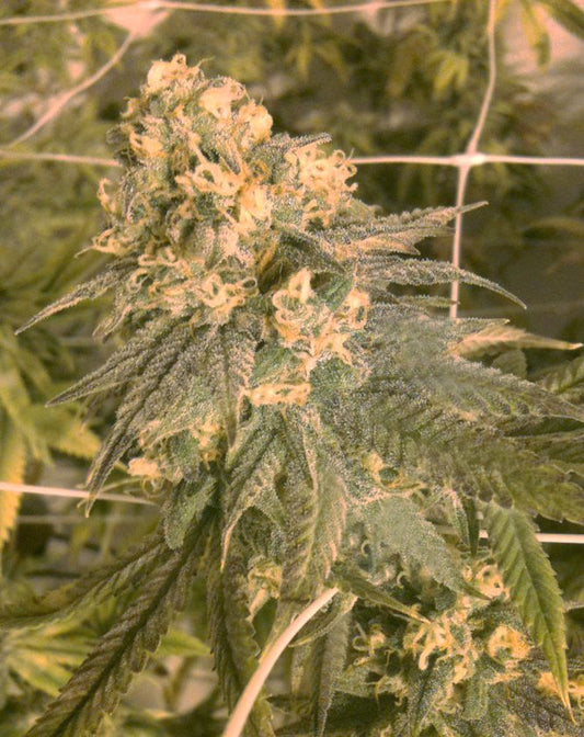 Closeup of a frosty green bud.