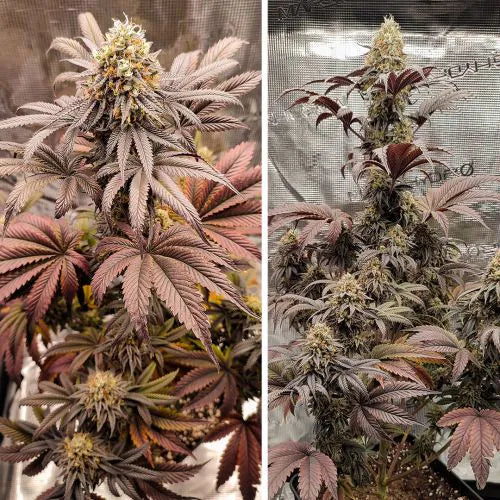 Two images of a cannabis plant with dense buds and purple leaves.
