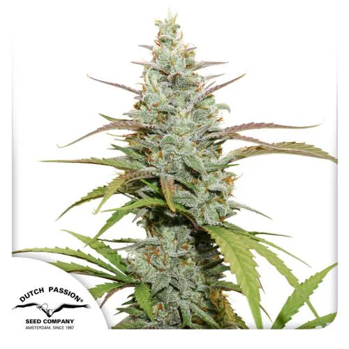 Grown cannabis plant with visible trichomes on a white background, featuring the Dutch Passion Seed Company logo.
