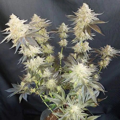 Close-up of a cannabis plant with large buds against a dark background
