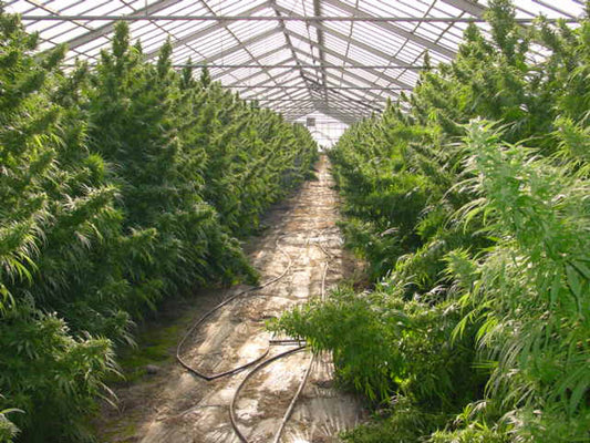 A wide shot of interior of a greenhouse looking down an isle row with tall pot plant on both sides.