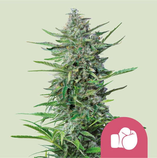 Grown cannabis plant with a pink icon on a light green background