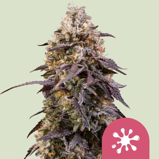 Close-up of a cannabis plant with a pink logo featuring a white virus symbol on a light green background