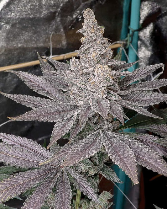 Closeup of a large frosty bud with purple hues.