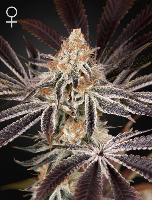 Dark Phoenix - Green House Seed Co.