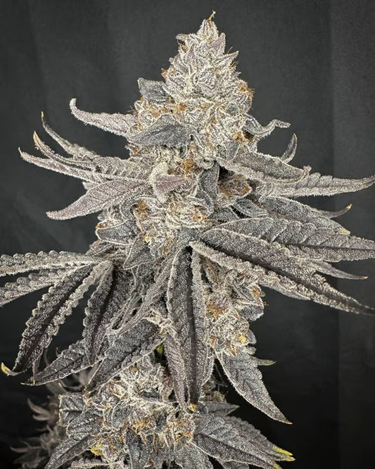 Closeup of a super frosty ripe bud.